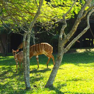 Sodwana Bay Lodge House 58 - Sodwana Bay - 1