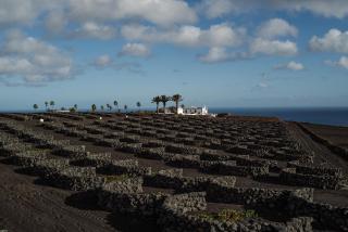 César Lanzarote Luxury Boutique Hotel - Adults Only - La Asomada - 6