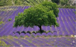 Villa au calme et sans vis à vis , proche du village - La Bastide-des-Jourdans - 7