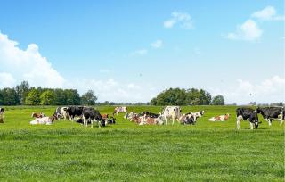 Pet Friendly Home In Lemmer With Wifi - Lemmer - 5