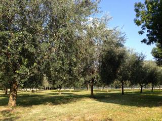 Agriturismo Corte Moranda - Verona - 1