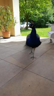 Schloss Tressow - Tressow - 9