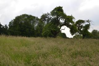 Biesenbilzen - Bilzen - 1