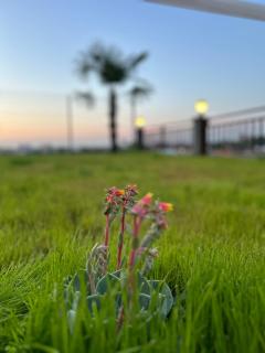 RUBADİDİ BUNGALOV - Ardeşen - 3