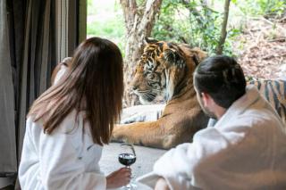 Big Cat Bungalows at The Haven - Tiger 2 - Canastota - 8