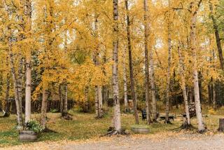 Beautiful Alaskan Log Cabin on Wooded Lot - 9