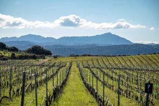 Cantina&Agriturismo Canu - Luogosanto - 2