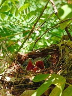 Silk Island Homestay -  - 3