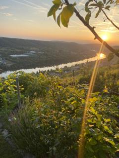 Apartment an der Mosel 2 - Graach - 9