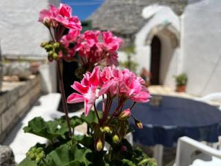 Trulli Cocolicchio - Selva di Fasano - 7