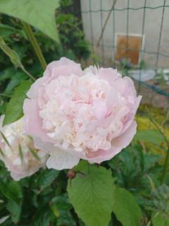 Logis des Pivoines - 5