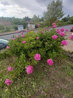 Logis des Pivoines - Trézelles - 7
