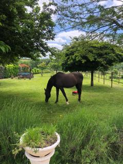 Charmant Horse and Cottage Hideaway - Doulezon - 4