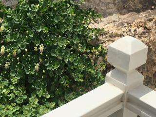 Cappari House - Naousa - 8