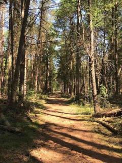 Vakantiehuis midden in het bos vlakbij de Efteling Natuurhuisje Loonse en Drunense duinen - Helvoirt - 3