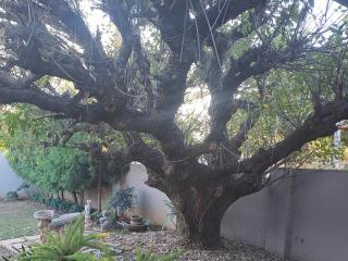 A Graceful Stay - Potchefstroom - 7