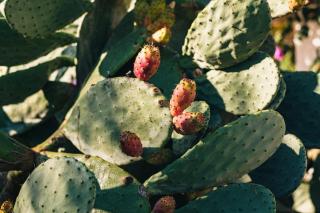 Apulia Essence Heritage Retreat - Infinity Pool & Lush Gardens - Monopoli - 6