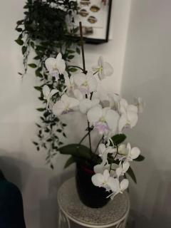 Apartman NT - Kaštela - 2