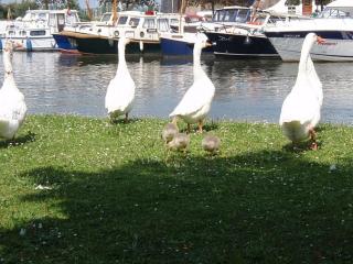 Plein centre de Visé - 5