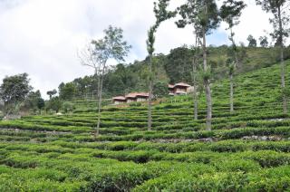 Hanging Huts Resorts - Kotagiri - 5