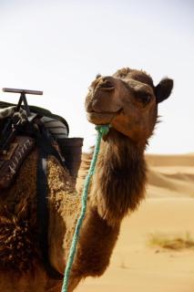 Chez les habitants - Merzouga - 6