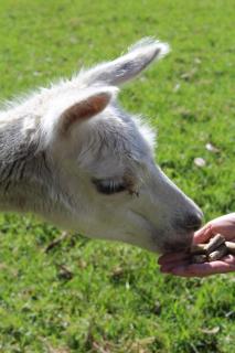 Highlander Farmstay - Cabins - Whangarei - 6