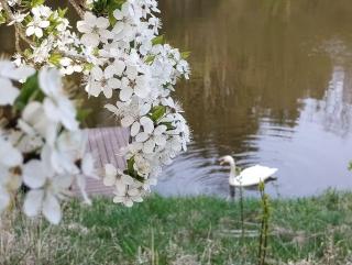A Tranquil Oasis, Lakeview Home in Lapes Kaunas - Lapės - 5