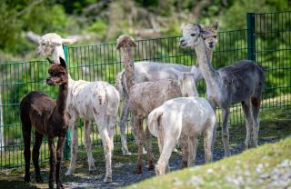 Alpaka Haus Sanssouci Tanne Oberharz - 9