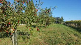 Ferme fruitière zéro traitement - Ernée - 8