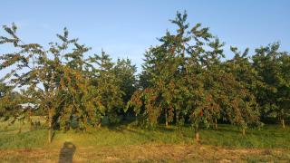 Ferme fruitière zéro traitement - Ernée - 7