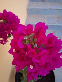 Casa Dei Fiori - Zakynthos - 5