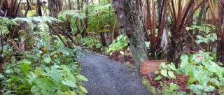 The Pacifica Inn - Volcano - 8