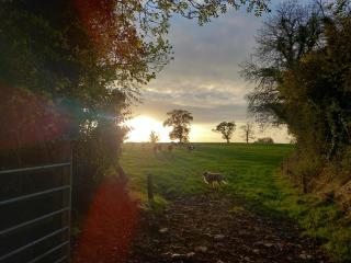 Kitty's Cottage - Horse and Jockey, Cashel - 5