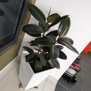 Happy Chamang Guest House - 3