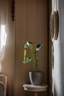 Nerium - Golden Fig Sykia lodge - 2