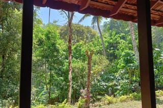 Immerse in Natures Beauty at Eden Thottam, Idukki - Kattappana - 4