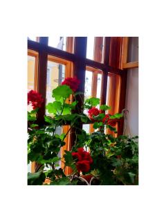 Квартира в центрі Старого міста з окремим входом - 5