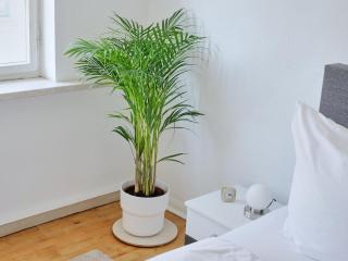 Apartment DOM III - Erfurt Domplatz - 1