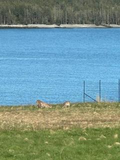 Hard Aground - Ocean View - Pet Friendly! SWH - 6