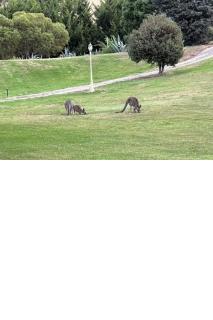 Daisy Hill Lodge - Bonnie Doon - 3