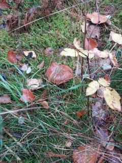 Leśny dworek - pokoje nad jeziorem - 3