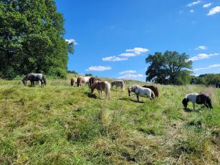 La Garencière - Les Hirondelles - - 5