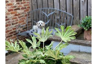 Cobble Cottage - Whitby - 9