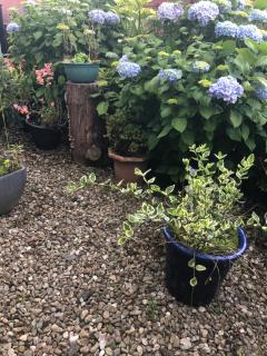 PondeROSEa Cottage Free Gated Parking M1 & City location, wood stove - 5