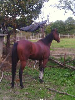 Artisti Del Cavallo Tourism - 3