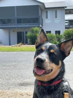 The Sandpiper- Pet and Family Friendly - Goolwa South - 9