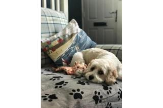 Seashell Cottage - Whitby - 9