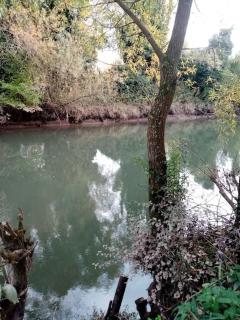 Le Mangoustan kreol opale - 2