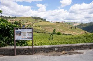 Casa Dona Edite Guesthouse Douro - Vilarinho de Cotas - 5