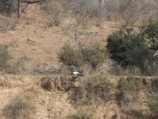 Majuli River Lodge - overlooking Kruger Park - 9